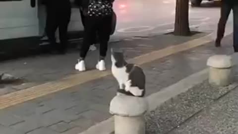 Stray cat🐱 on sidewalk attack pedestrians