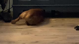 Determined Dachshund Tries to Get Ball From Under Furniture