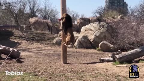 African lions feed