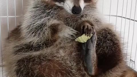 Pet raccoon lovingly plays with seashell