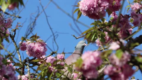 Very cool video Beautiful dove standing among flowers