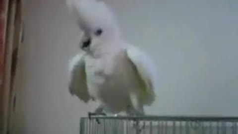 A parrot sings Happy New Year