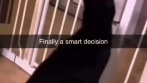😸😸finally a smart decision 😂😂