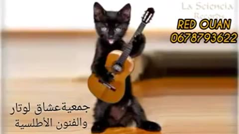 cats music let's dancing