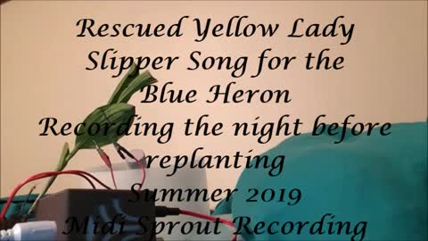 Rescued Yellow Lady Slipper Song for the Blue Heron night before replanting