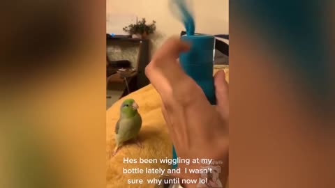 parrot talking, parrot sounds, parrot singing, parrot fish, parrot tv, parrotlet, parrot dancing, parrot talking funny, parrot minecraft, parrot alexa, parrot anafi, parrot anafi drone, parrot annoys cat, parrot and cat, parrot alexa shopping list, parrot