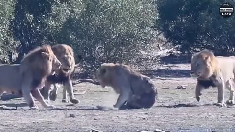 Terrible! Male Lion Coalition Fight To Protect Their Territory | Wild Animal Life