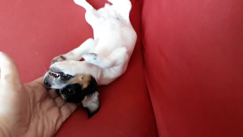 Bebê Pinscher que lindo