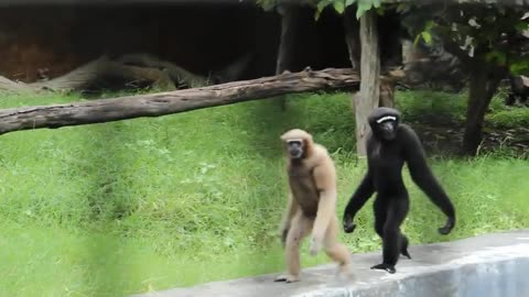 Gibbons walk like humans - Ape Gibbons Walking & Climbing Like Trampoline Gymnastics