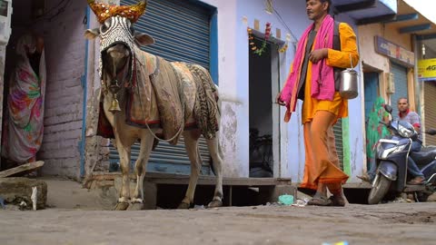 Special Old Cow Leading Way With Owner Assist