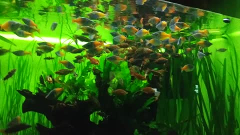 Many tropical fish in a giant aquarium.