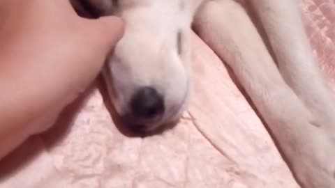 Vocal husky yells at owner for more scratches