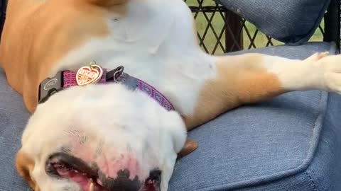 Bulldog Sisters Fight For Couch