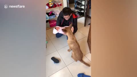 Pet dog excited to meet newborn baby in Taiwan