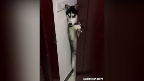 BEWARE!!! This husky knows how to open doors!