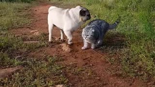 Pug and cat go on adventurous hike together