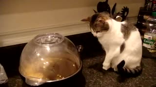 Very funny reaction of our kitty by watching popcorn machine