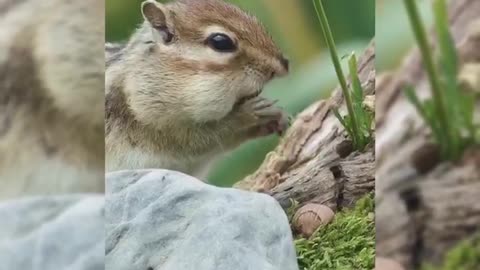 Have you ever seen a squirrel eat? HD 4k video for you.