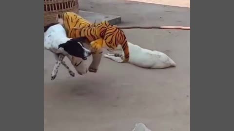 Prank on DOGS with STUFFED TIGERS