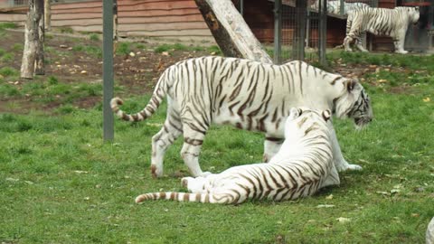 Handsome white tiger in the zoo