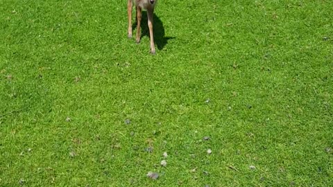 Feeding A herd of deer carrots!