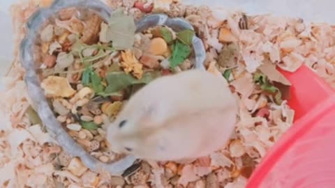 Exploring Baby Hamster