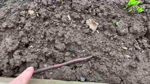 Fast Earthworms