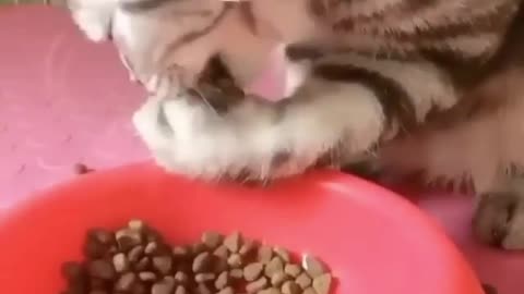 cat eats with his own hand 🤣🤣