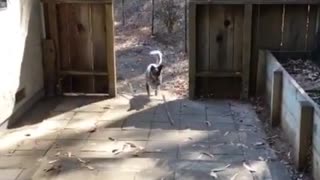 Dog brings stick breaks on fence