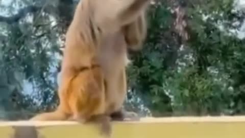 CUTEST MONKEY | CUTEST BABY ANIMALS | FUNNY CATS | FUNNY DOGS | FUNNY ANIMALS FUNNY #shorts