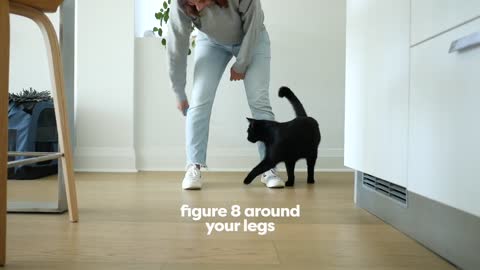 Train your cute cats simple