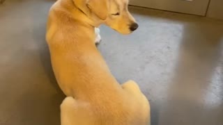 Puppy Turns On Call