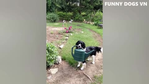 These funny dogs will keep you laughing.