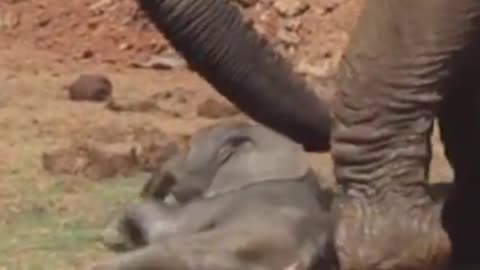 elephant throws baby around