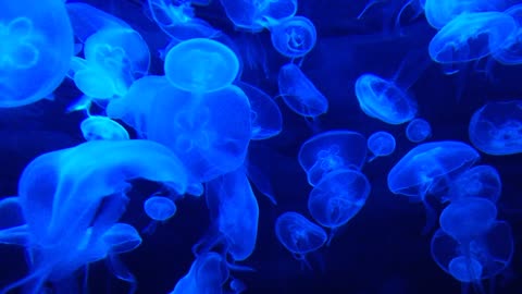 Blue Jellyfish amazing natural