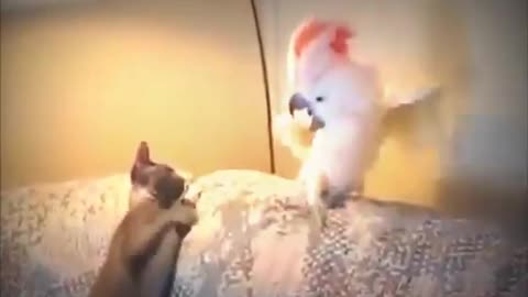 Amazing funny cats and parrot compilation