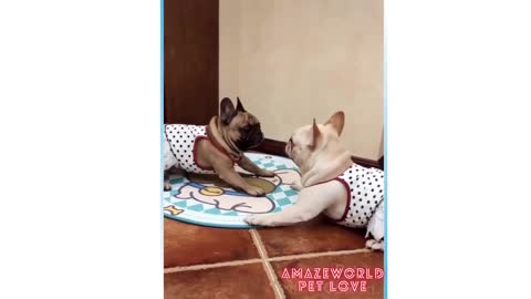 funny cat and dog!! Funniest Animals cute reaction 😃 😄 🙊