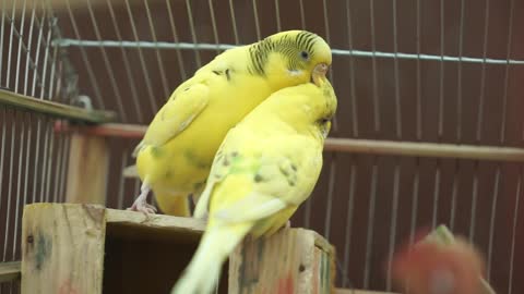 Yellow love Birds