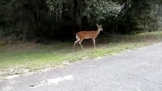 Friendly Deer