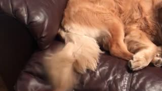 Labrador dog wags tail on red recliner