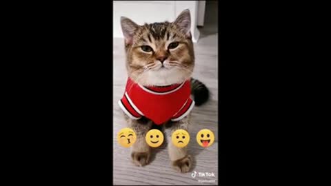 Cute Cats and Funny Animals Compilaton Try Not To Laugh Challenge Cute Cat 039