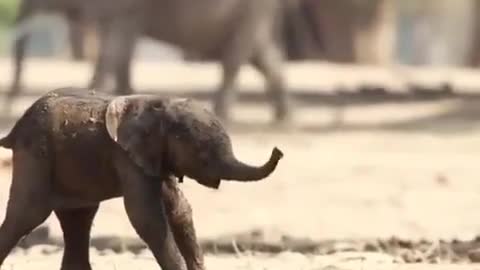 First Steps of the baby elephant 🐘🐘