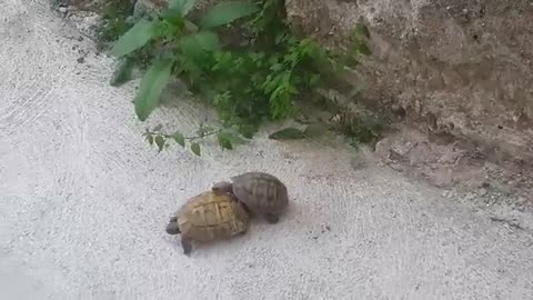 Turtle pairing. Funny sounds