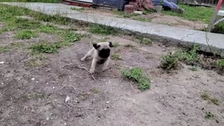 Energetic Pug Pup Misses a Step