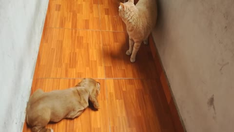 Adorable Puppy chases cat