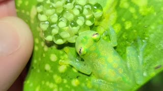 Father Frog Protecting His Eggs