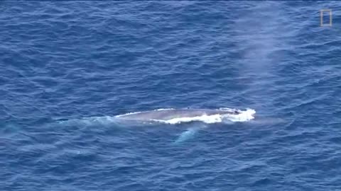 Blue Whales 101 - Nat Geo Wild