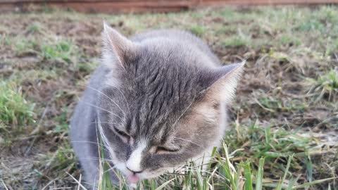 Cat Eating Grass with Gusto