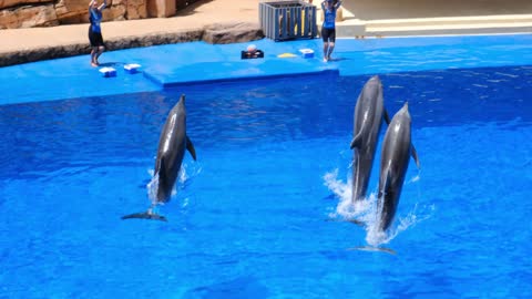 Dolphins Underwater playing by bol. Clin water 3dolphins dance in plase
