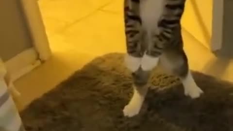 Hold up ------ _funnyvideo _funnycat_catvideos _animalsvideo _cuteanimals _cute_catlovers _catclips